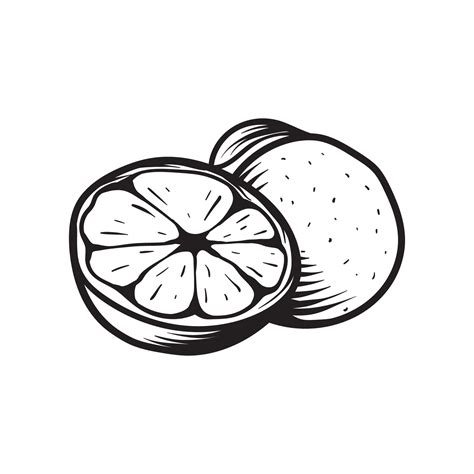 Two Orange Fruit Line Art Sketch Classic Vintage Design Illustration