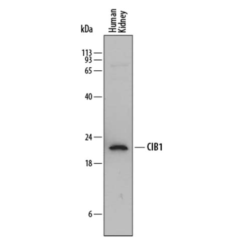 Human Cib1 Antibody Randd Systems™ 100ug Unlabeled Fisher Scientific