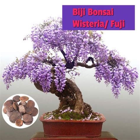 Jual Benih Bibit Biji Pohon Bonsai Mini Langka Fuji Wisteria Maple