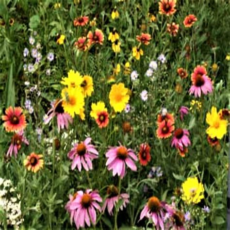 Papaws Garden Supply Annual And Perinnial Bee Attractor Mix Flower