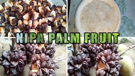 Nipa Palm Fruit Attap Seeds Attap Chee Youtube