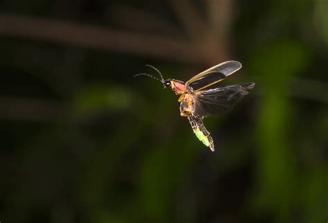 Fireflies Need The Dark To Talk With Light International Dark Sky Association