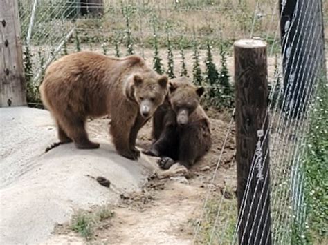 Wild Animal Sanctuary Keenesburg 2020 What To Know Before You Go