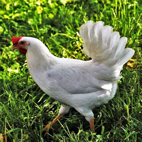 White Leghorn Hen Comb