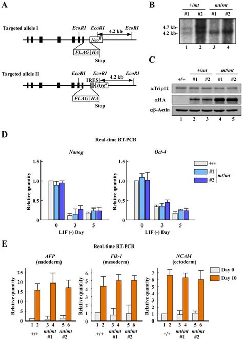 Generation And Characterization Of Trip12 Mutant Mt Mt ES Cells A