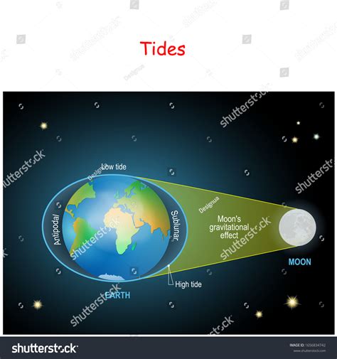 Tides Diagram Low High Lunar Tides Stock Vector Royalty Free 1656834742