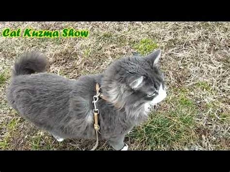 ВЕСНА! Кот Кузьма обходит территорию, встреча с кошечкой - YouTube