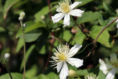 Clematis Summer Snow Paul Farges Clematis Fargesioides Summer