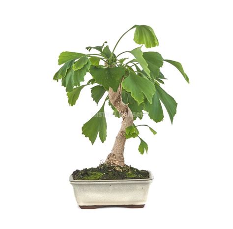 Ginkgo biloba Bonsaï 8 ans Arbre aux quarante écus Mistral Bonsai