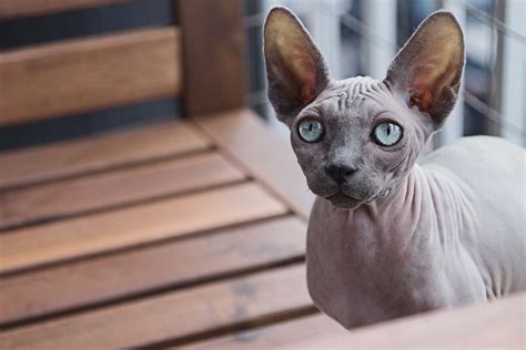 Gato Sphynx O Esfinge Sin Pelo Y Con Correa Smylepets