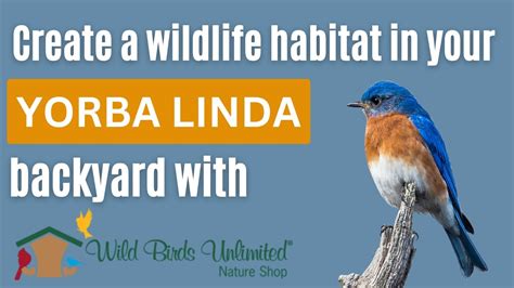 Wild Birds Unlimited Yorba Linda Interview With The Owners YouTube