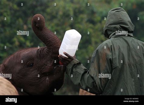 Nairobi Elephant orphanage, handler feeding a baby elephant with a ...