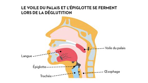 The Mouth The Entrance To The Gastrointestinal Tract Alimentarium