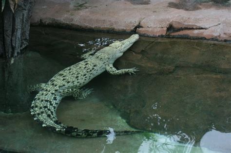 12 White Crocodiles 1682 Saltwater Crocodiles Found To Inhabit