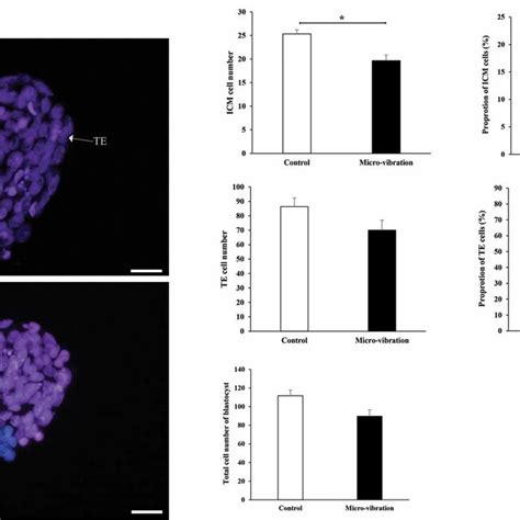 Interspecies Somatic Cell Nuclear Transfer ISCNT Blastocysts A