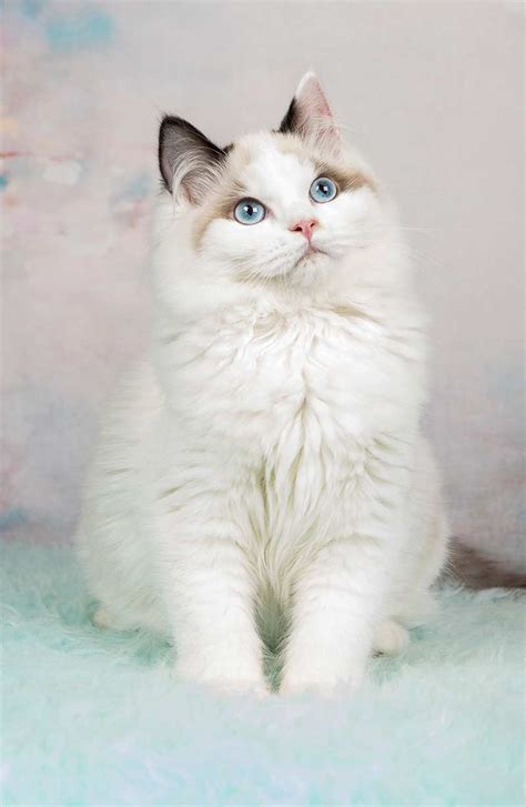 Ragdoll Cat Care Traits And Breed Guide Ragdoll Cat Kittens Cat Breeds