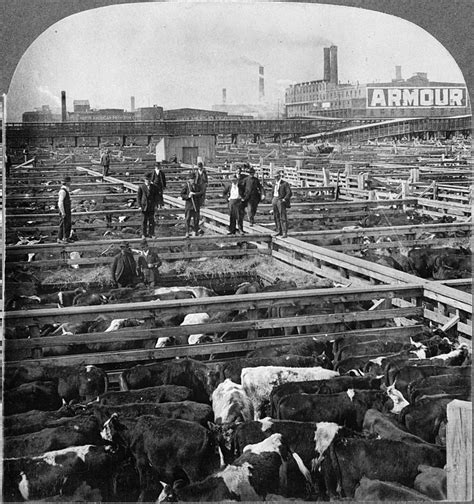 Filechicago Stockyards Cattle Pens Men 1909 Wikimedia Commons