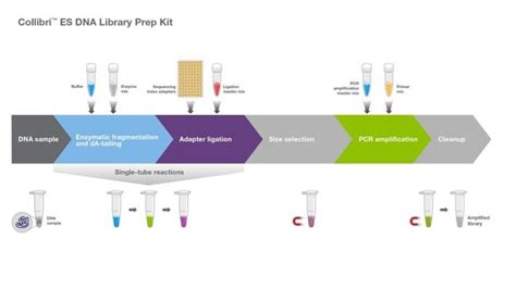 Invitrogen Collibri ES DNA Library Prep Kit For Illumina Systems With