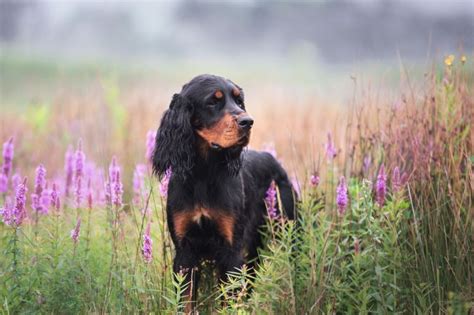 setter dog breeds  smart dog guide