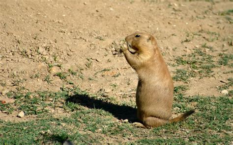 Prairie dog stock photo. Image of feeding, sand, foliage - 128720