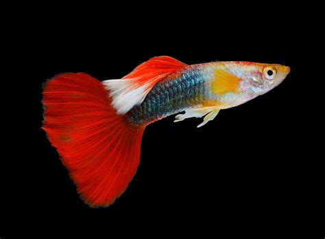 Care Guide For Fancy Guppy Fish | Live Guppies Fish Care Splashy Fish