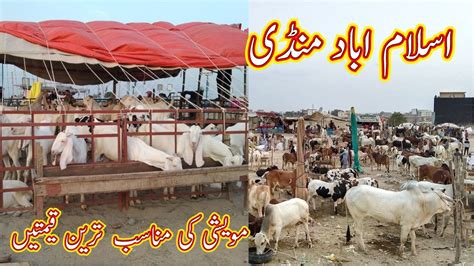 Islamabad Cow Mandi 2023 Latest Update On Bhatta Chowk 2023 YouTube