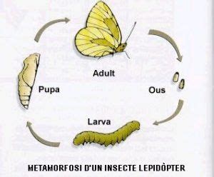 ELS CUCS DE SEDA EL CICLE VITAL DE LA PAPALLONA Escola Valdelors