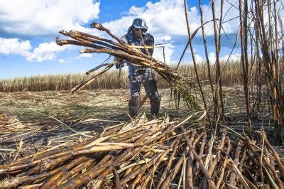 How Do You Harvest Sugarcane – Tips For Harvesting Sugarcane Plants