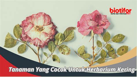 Contoh Tanaman Yang Cocok Untuk Herbarium Kering