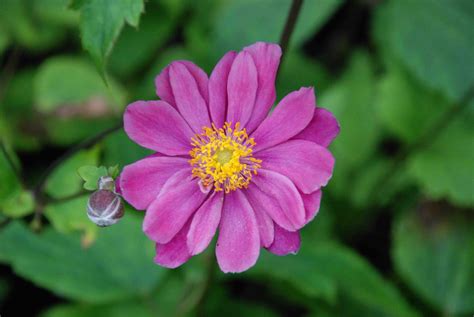 Anemone Hupehensis Var Japonica Pamina Automne Le Jardin Deau