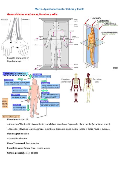 Morfo Anato Sem Morfo Aparato Locomotor Cabeza Y Cuello