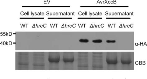 Figure 1 From The Type III Effector AvrXccB In Xanthomonas Campestris