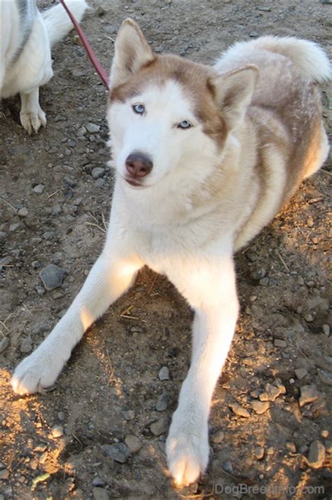 The White Siberian Husky: All You Need To Know Before, 50% OFF