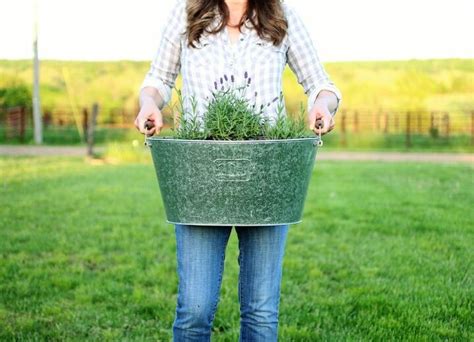 How To Plant Lavender In Containers Diy Hometalk