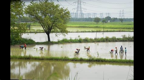 Flooded Paddy Fields In Punjab Haryana To Depress Crop Yields Today News