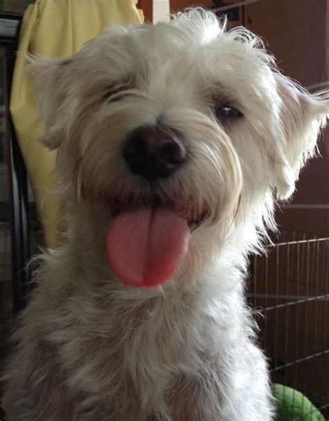 Cody our Maltese Westie mix. | Westies, Animals, Maltese