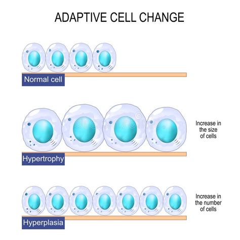 B Cell And T Cell Adaptive Immune System Stock Vector Illustration