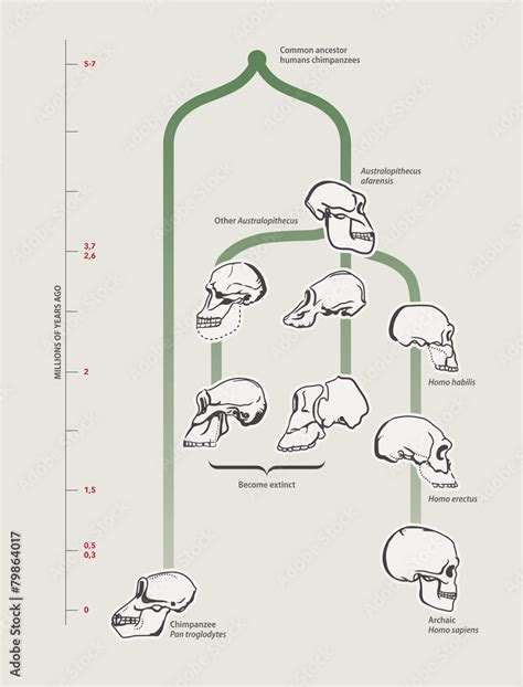 Human Evolution Skulls Stock Vector Adobe Stock