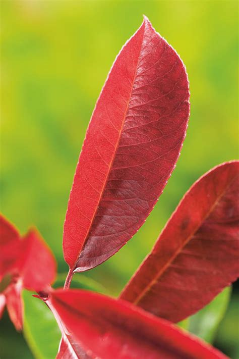 Photinia Red Robin Jardiland