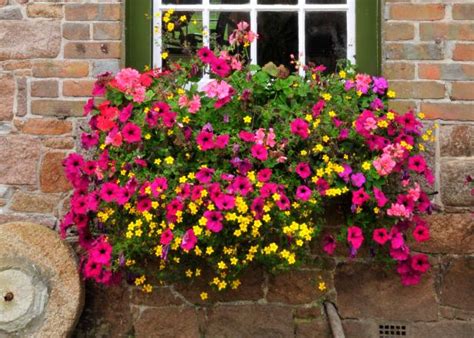 15 Simply Stunning Summer Window Boxes Hgtv