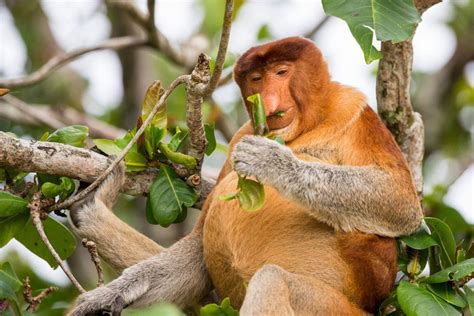 Proboscis Monkey Nasalis Larvatus Kaieteur News