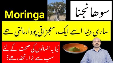 What Is Moringa What Are Health Benefits Of Moringa Sohanjna Kay