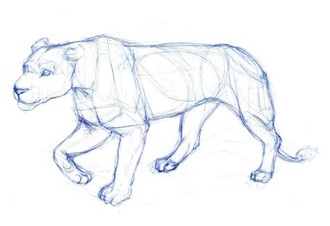 Animal Easy Sketch at PaintingValley.com | Explore collection of Animal ...