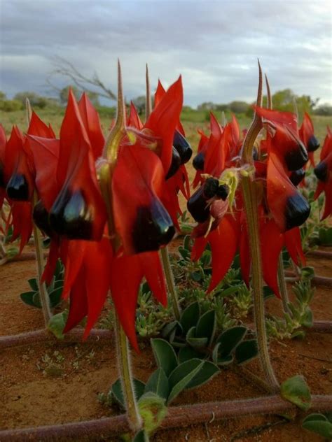 Sturt S Desert Peas Near Roxby Downs