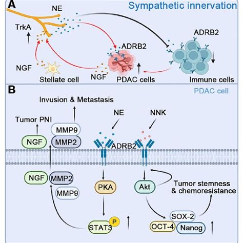 Parasympathetic Innervation And Crosstalk With Pdac Cells A Pdac Cells