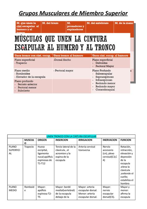 Musculos Ms Grupos Musculares De Miembro Superior Unen Tronco Con La