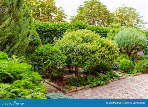 Shrubs and Dwarf Trees in the Landscape Design of the Yard. Stock Image ...