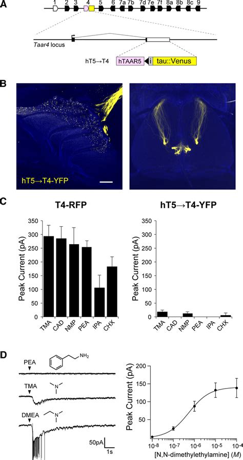 Amine Responses Are Mediated By The Expressed Taar Protein A Diagram