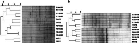 Denaturing Gradient Gel Electrophoresis Dgge Pro Fi Les Of Pcr Ampli Download Scientific