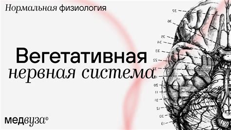 Вегетативная нервная система | Нормальная физиология - YouTube